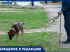 «Город принадлежит всем»: волжанка Алена попросила владельцев собак соблюдать правила выгула