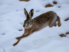 Волжан предупреждают о закрытии сезона охоты на зайца-русака