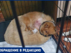 «Через 3 дня собака бы умерла», - хозяйка об ампутации лапы после лечения в клинике Волжского