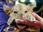 Пришлось удалить оба глаза: измученного львенка спасли от контрабандистов в Волгограде