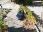Корни в труху: в Волжском дерево рухнуло на припаркованный автомобиль