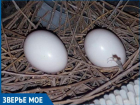 Волжанка нашла на балконе голубиные яйца