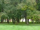 В Волжском высадят более 400 деревьев