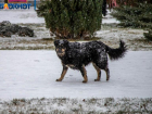 Холод собачий: снег и мороз ожидается в среду в Волжском
