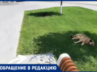 Собаки напали на женщину во время тренировки в центре Волжского