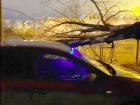 «Стекло разбито, капот помят»: в Волжском на машину упало дерево