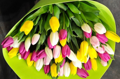 Красота в каждом бутоне: сделайте 8 марта незабываемым с «Незабудкой»