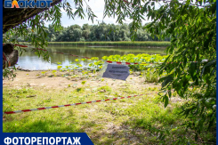 Как в Волжском выращивали краснокнижные лотосы и где их найти 