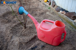 Почему саженец из непроверенного места может погубить будущий урожай: весенний чек-лист от экспертов