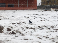 В Волжском начался затяжной обложной дождь