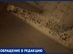 «Беспределу нет предела»: волжская УК заварила мусоропровод, вызвав эпидемиологическую катастрофу в доме