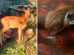 Детеныш косули оказался в центре скандала близ Волжского: как спасительница едва не оказалась обвиненной по 2 статьям