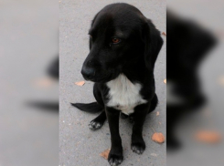 Потерялось хвостатое чудо