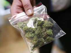 В Ленинском районе на приусадебном участке дачник заготовил более килограмма марихуаны