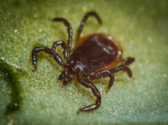 Волжане оказались невкусными: клещи снижают свою активность