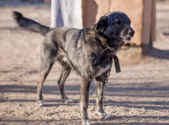 Тобик только стал доверять людям