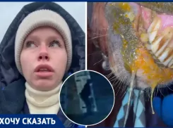 Мужчина в маске пробрался в конюшню и отравил животных кислотой в Волжском