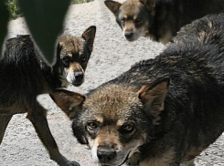 Бродячие собаки нападают на школьников в 31 микрорайоне Волжского