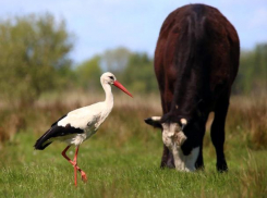 Орнитологи наблюдают за прибавлением пернатых в природных парках