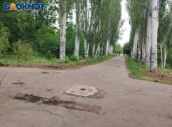 В Волжском «блудного» оленя планируют вернуть в парк на день города