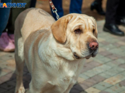 В Волжском реализуют проект по развитию канистерапии