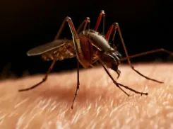 Опасность заболеть после укуса комара сильно увеличилась в Волжском. Зарегистрированы 3 случая