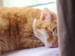 Спать или жить: 45% волжан не придерживаются нормы сна