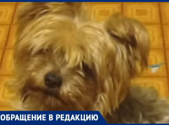 «Собака осталась на улице»: волжанке не возвращают забытого йоркширского терьера