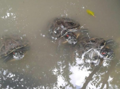 Черепахи угощались мясом с рук волжанки