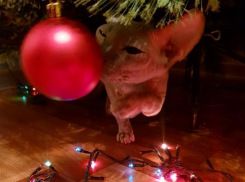 Каким бывает Новый год у наших питомцев: топ-5 праздничных фотографий от волжан