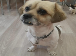 Неоперабельный: Шаня стал домашней собакой с ограниченными возможностями