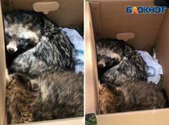 В окрестностях Волжского выпустили еноток после реабилитации: видео