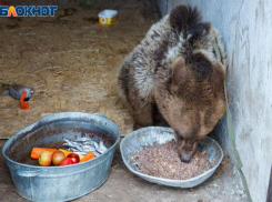 Волжане могут подарить вкусности косолапому