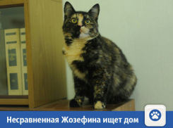 Несравненную Жозефину предложили в дар волжанам