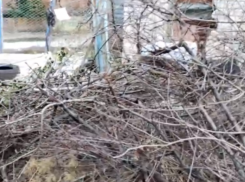 Елки с Нового года до сих пор лежат в Волжском