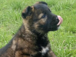 В Волжском на дачах выбросили крошечного щенка