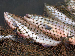 Двое рыбаков из Ленинска ночью ловили добычу с помощью электротока