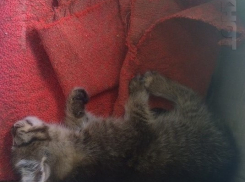 В Волжском 7-летние дети забили котят палками 