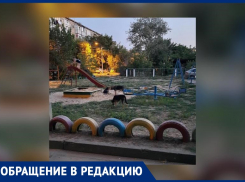 «Стая собак прижилась на детской площадке», - волжанка возмущена