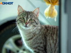 В добрые руки отдают котят, которых спасли от холодной смерти в частниках