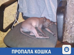 Любимую кошечку породы сфинкс ищут в Волжском