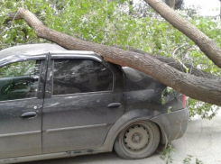 На машину волжанина свалилось дерево: водитель не может найти концов