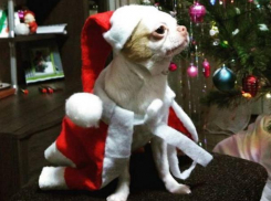 В Волжском появился пес герой Нового года