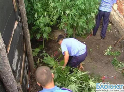 В Волгоградской области местный житель выращивал коноплю