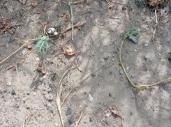 Страшный паук с волосатыми лапами напугал волжанку видео