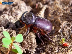 28 сентября - день Никиты-гусятника: какие приметы и традиции сохранились до наших дней