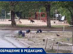 Стая собак разодрала кошек и напала на девушку с ребенком в Волжском