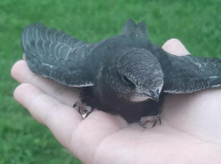 Раненый стриж не ест и не летает: волжане просят помощи с выхаживаем пернатого