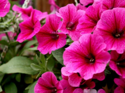 В оранжереи Волжского расцвели петуньи 