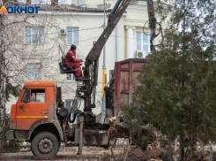 Снос елей на Фонтанной приостановят до осени в Волжском 
